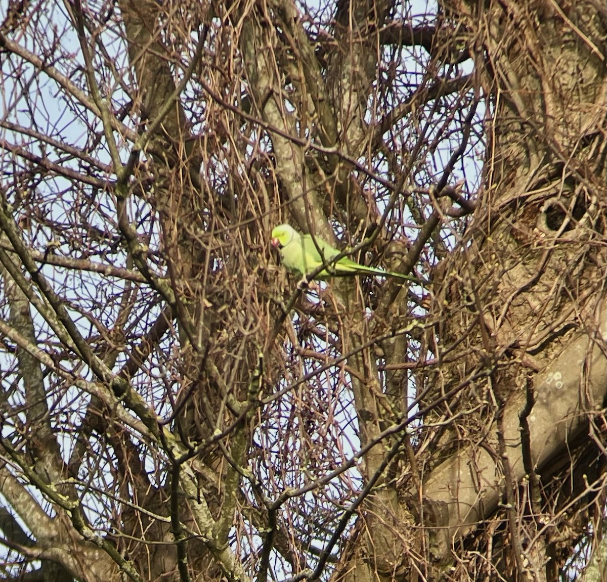 Rose-ringed Parakeet - ML627767253