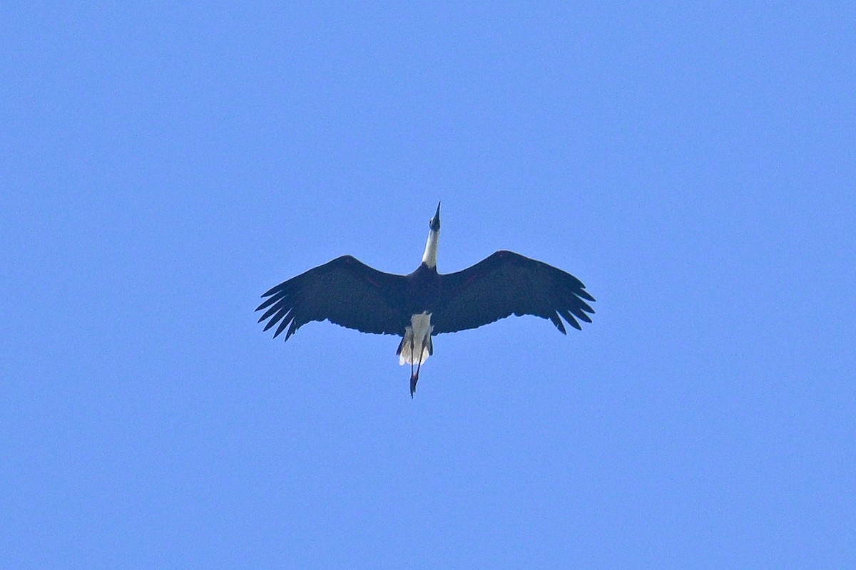 Asian Woolly-necked Stork - ML627767280