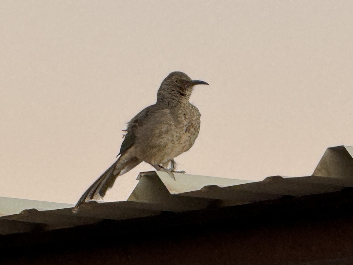 Curve-billed Thrasher - ML627767291