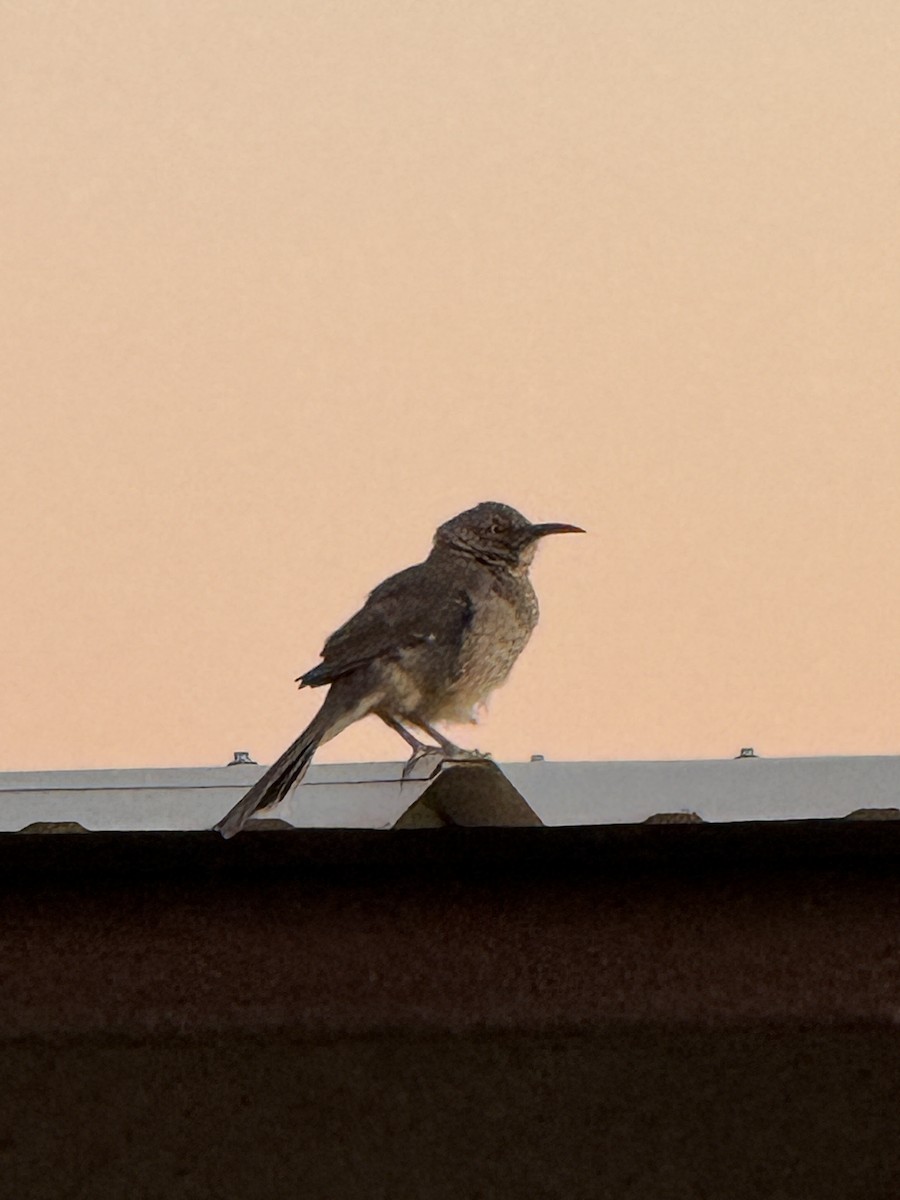 Curve-billed Thrasher - ML627767292