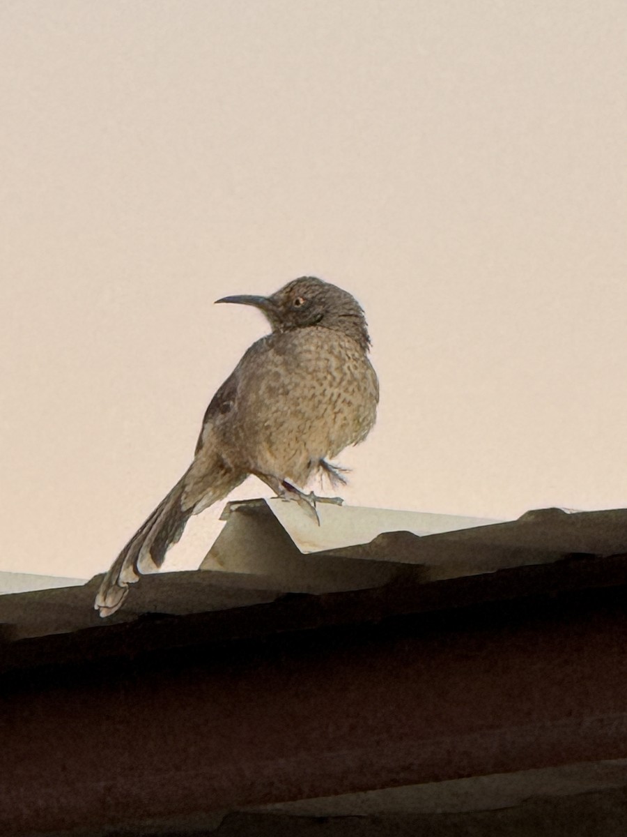 Curve-billed Thrasher - ML627767293