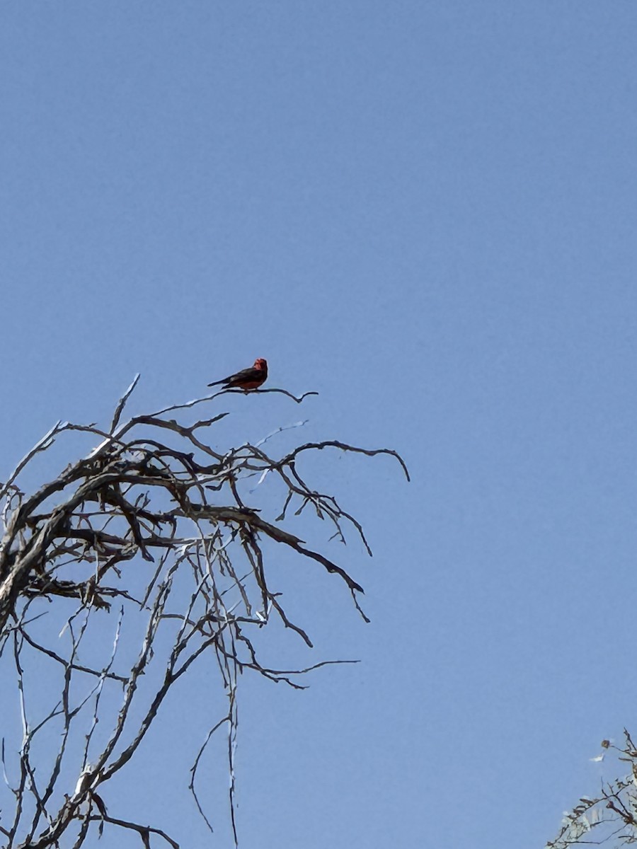 Vermilion Flycatcher - ML627767336