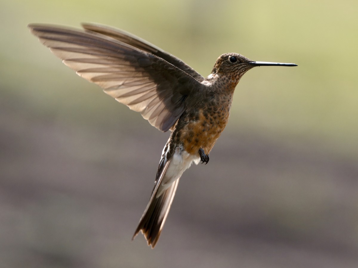 Colibri géant - ML627767367