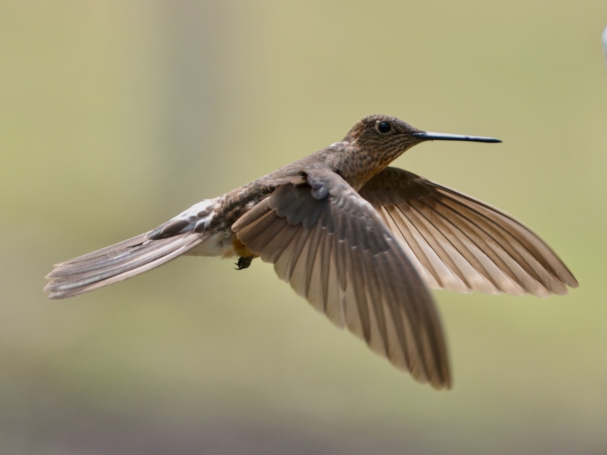 Colibri géant - ML627767368