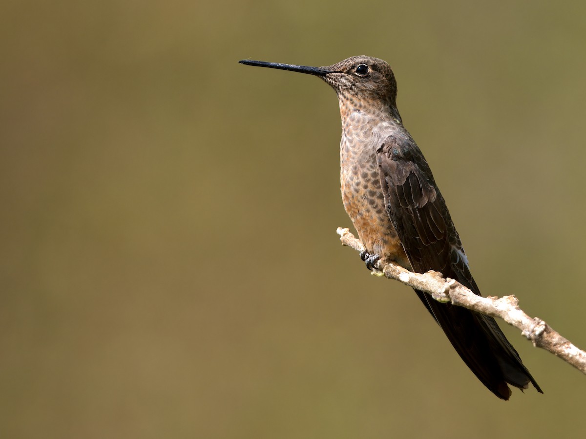 Colibri géant - ML627767373