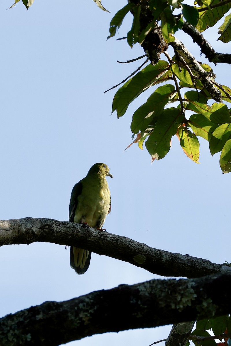 Wedge-tailed Green-Pigeon - ML627767404