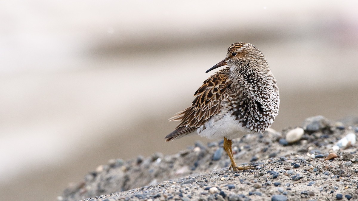 Graubrust-Strandläufer - ML627767430