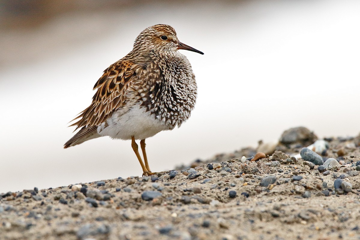 Graubrust-Strandläufer - ML627767433