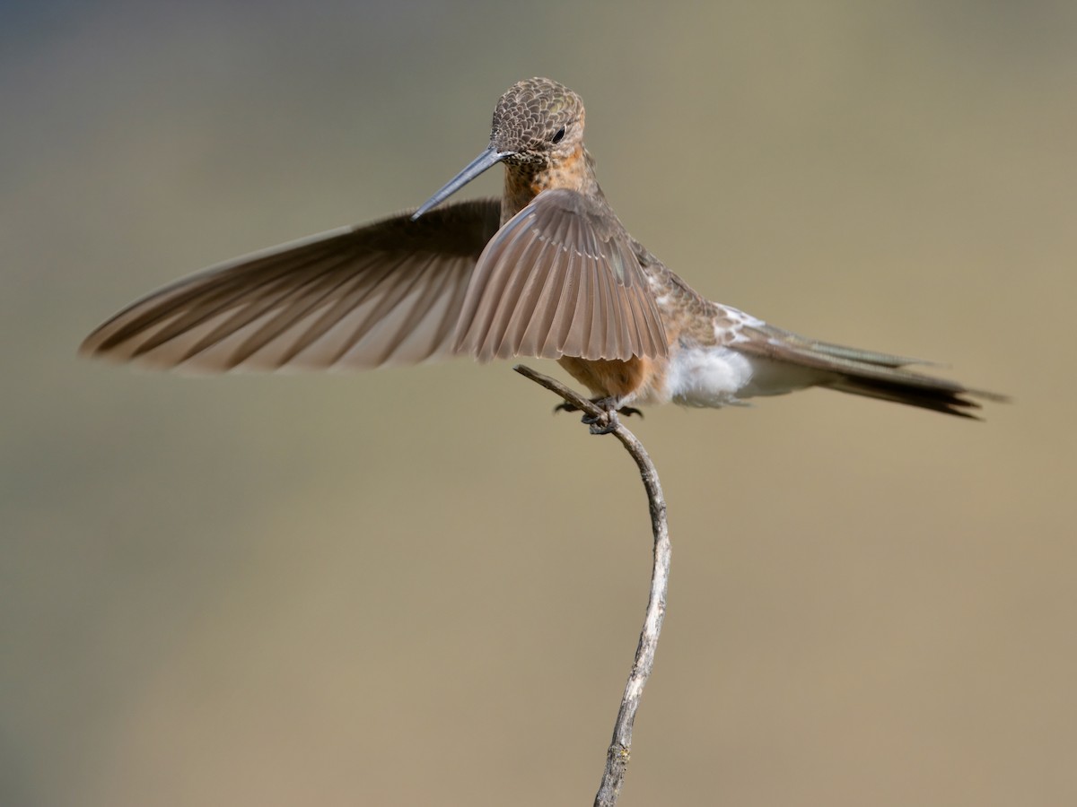 Colibri géant - ML627767437