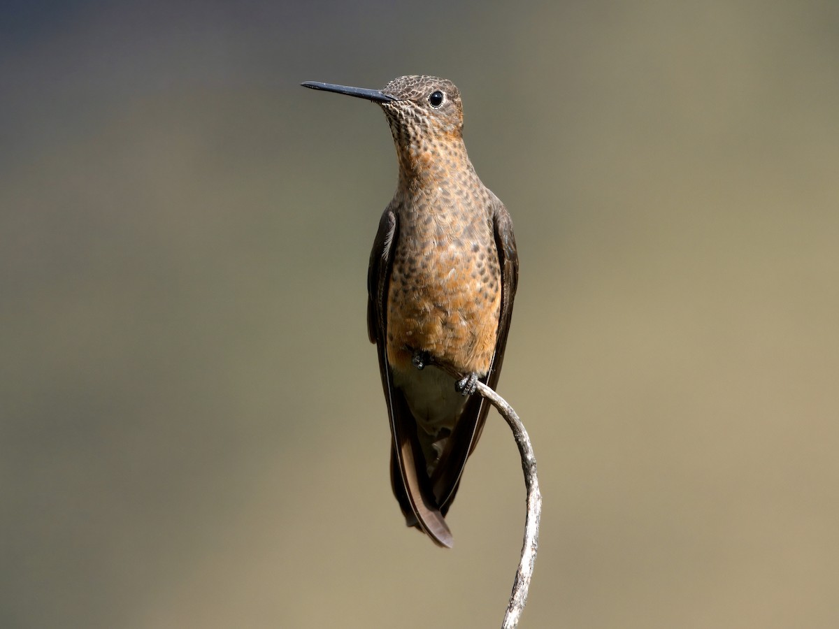 Colibri géant - ML627767438