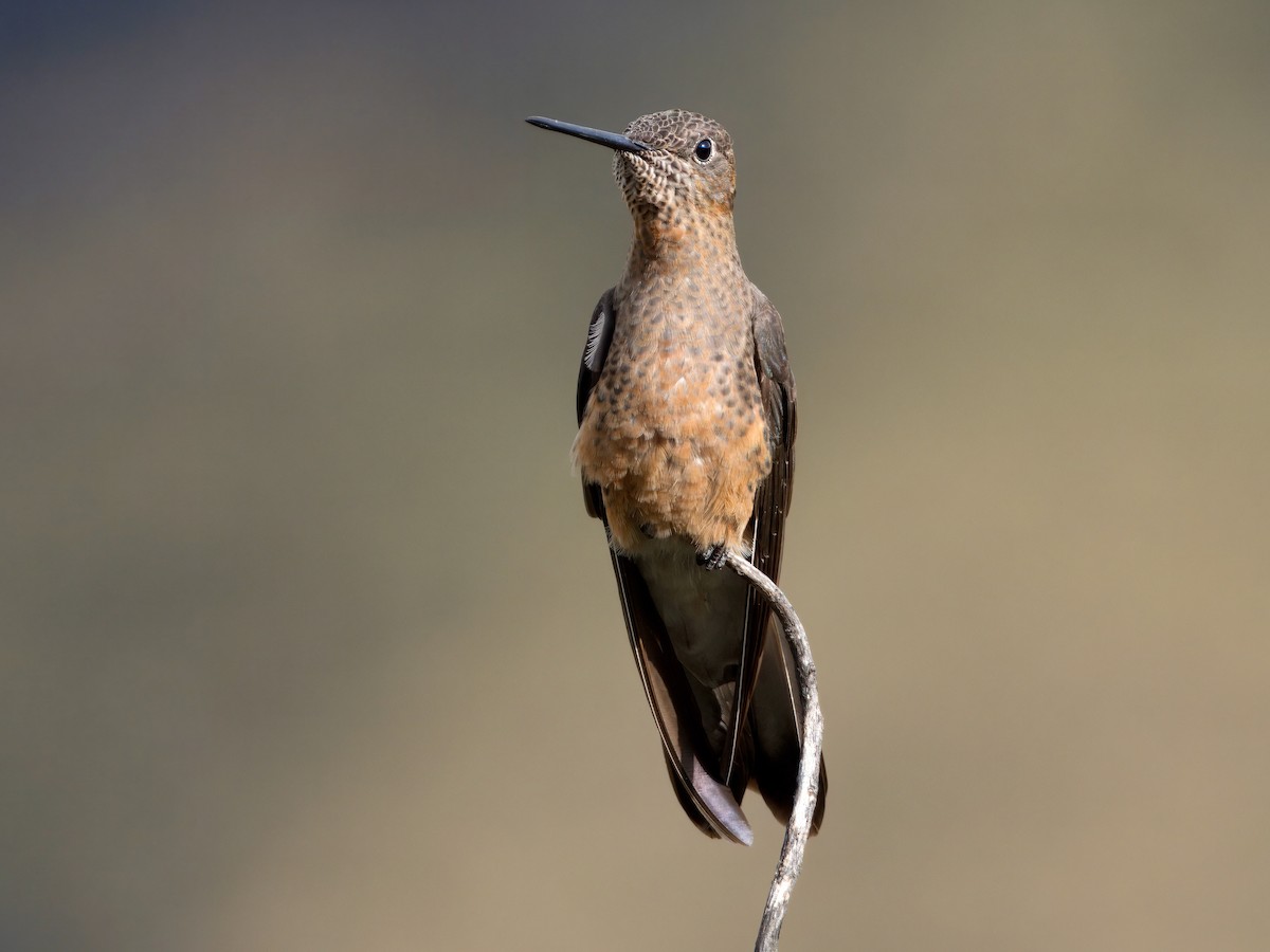 Colibri géant - ML627767439