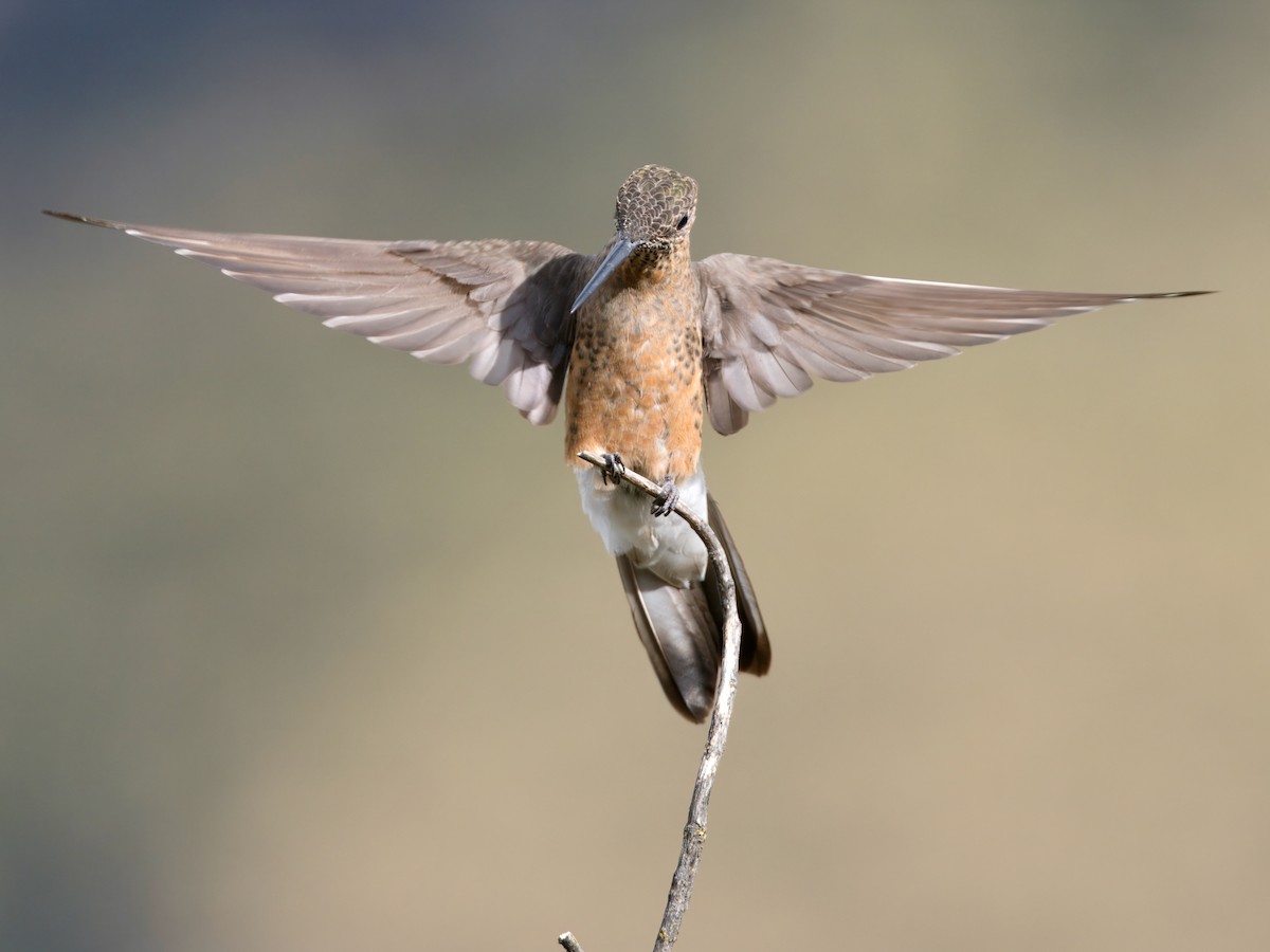 Colibri géant - ML627767440