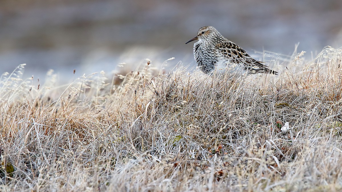 Graubrust-Strandläufer - ML627767446