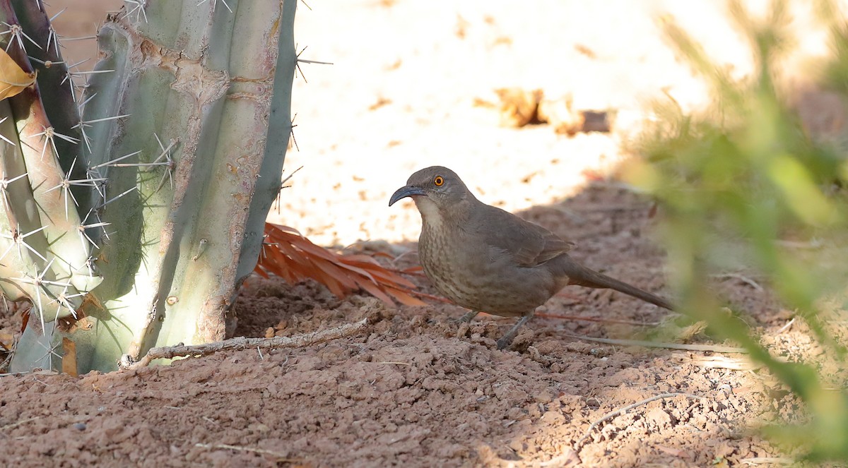 Curve-billed Thrasher - ML627767453