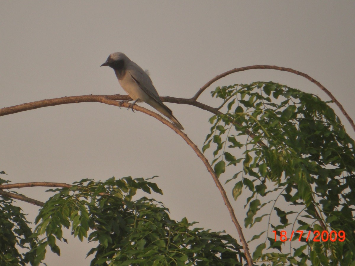 Black-faced Cuckooshrike - ML62776751