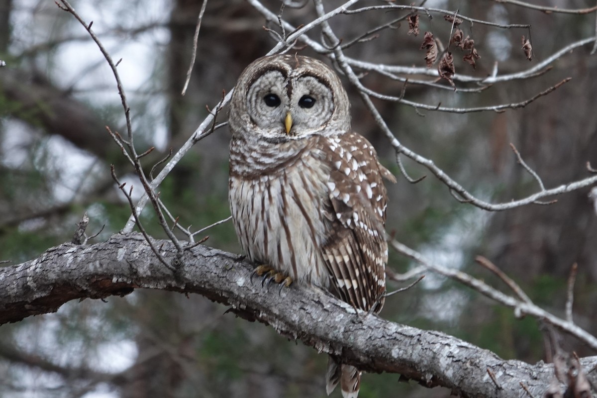 Barred Owl - ML627767597