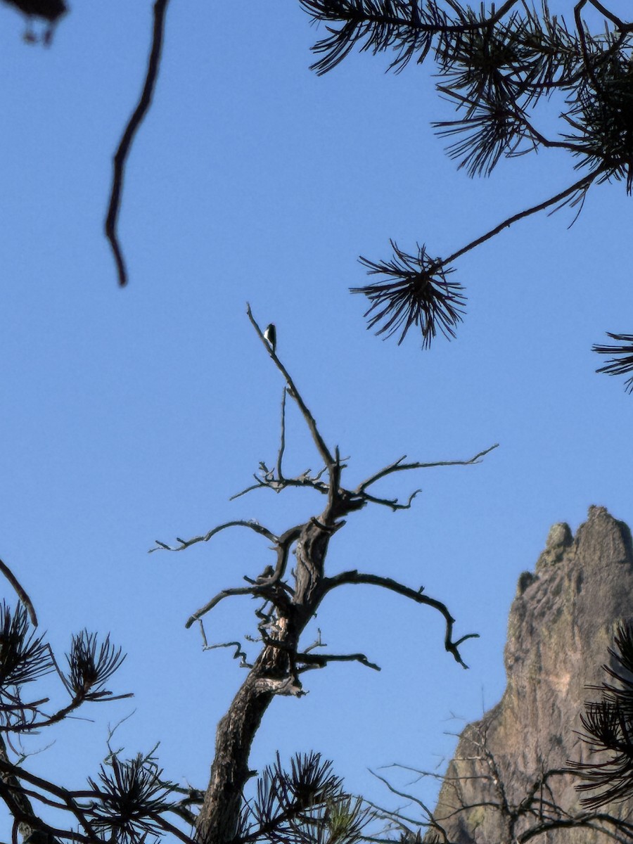 Acorn Woodpecker - ML627767598