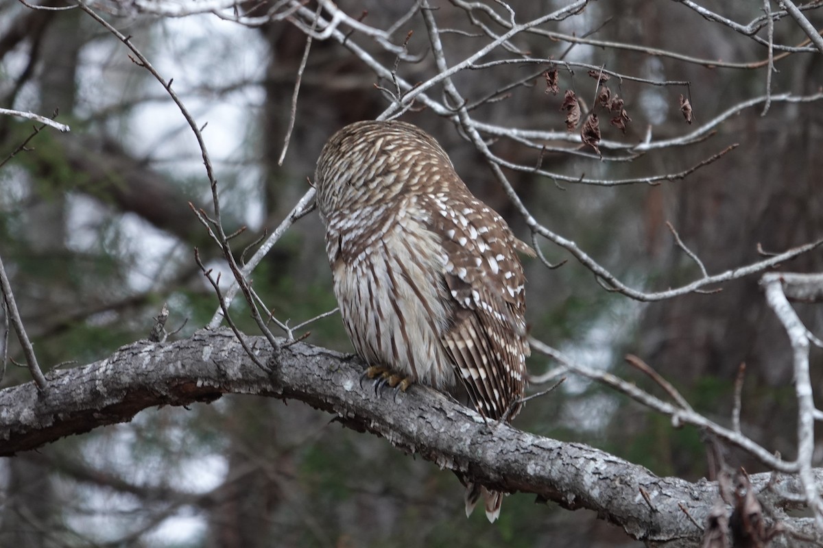 Barred Owl - ML627767602