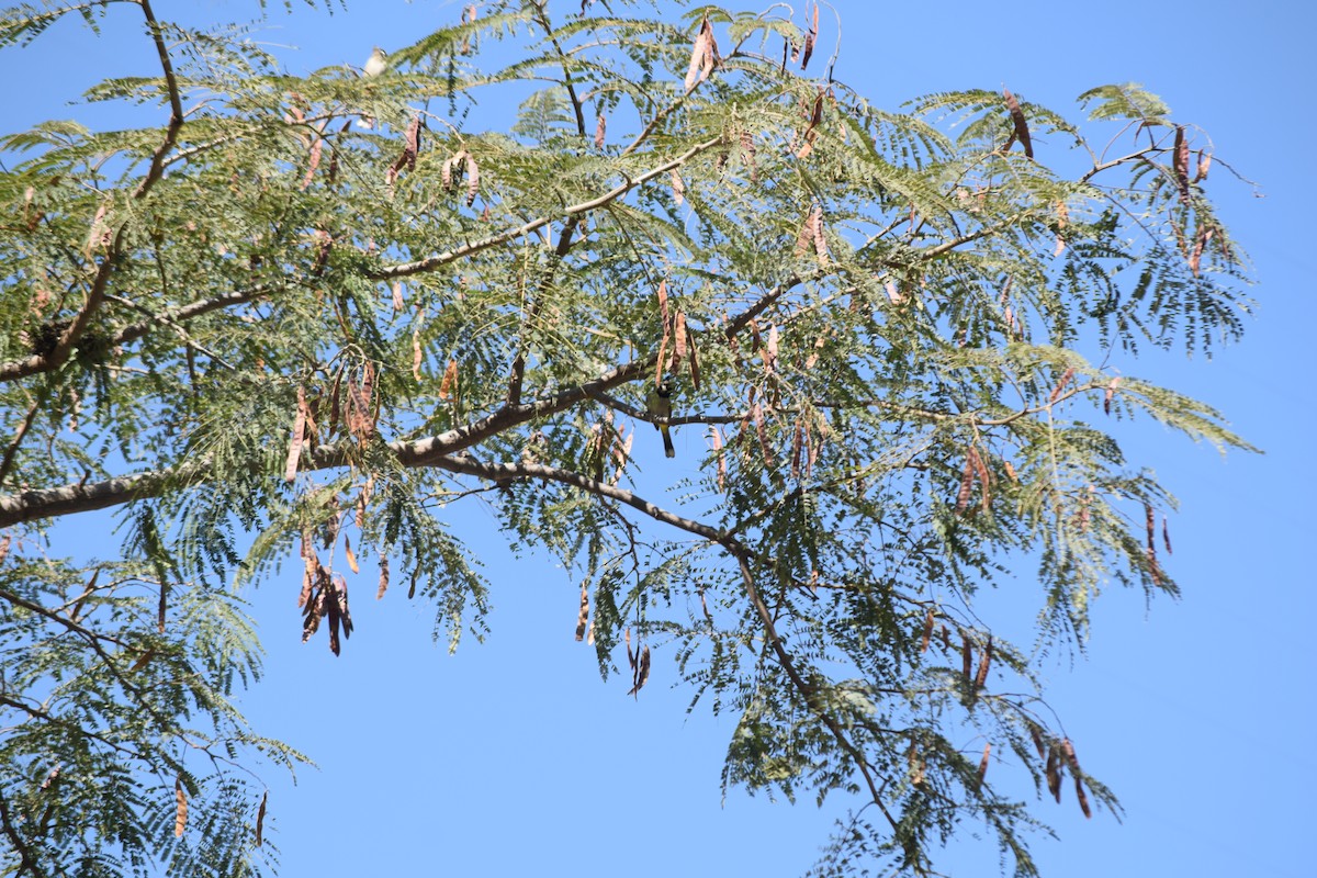 Himalayan Bulbul - ML627767606