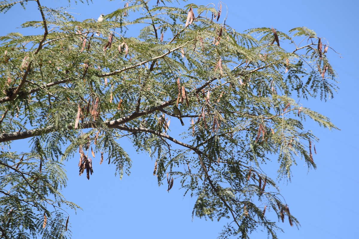 Himalayan Bulbul - ML627767607