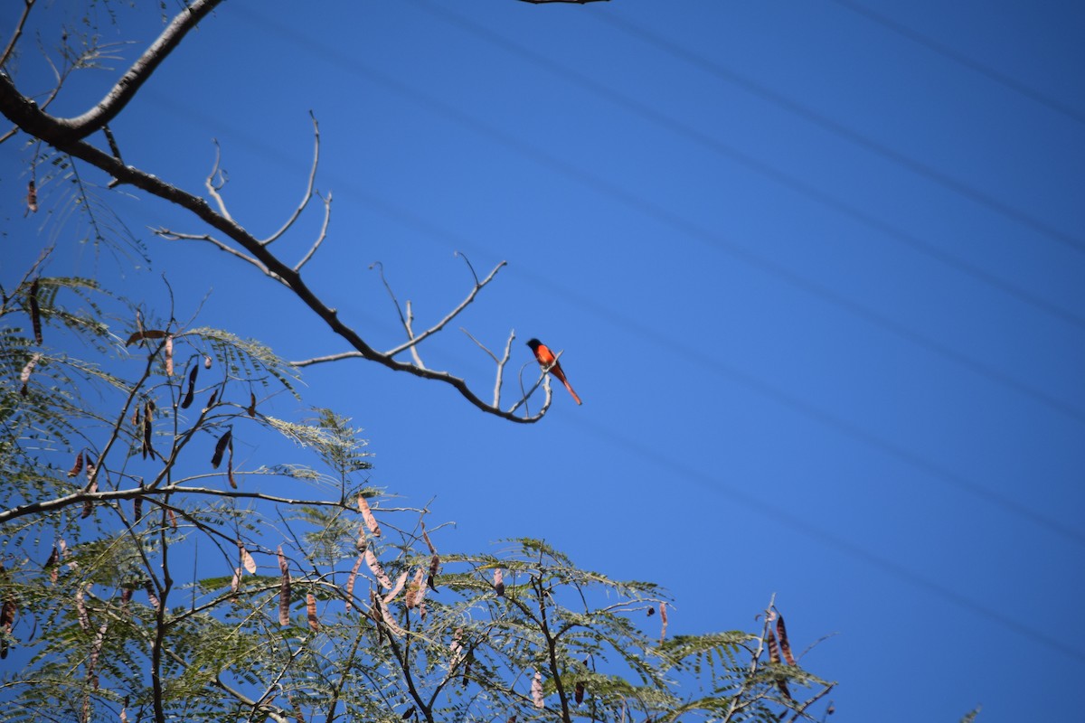 Long-tailed Minivet - ML627767633