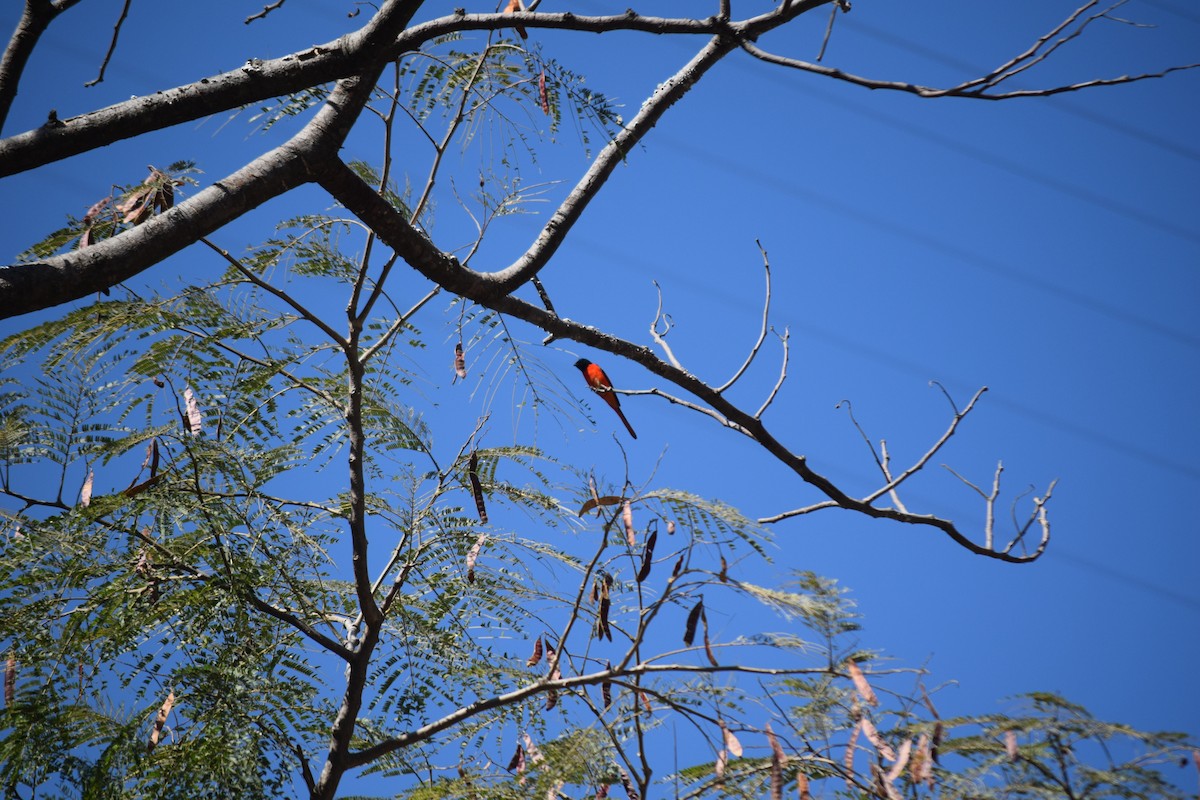Long-tailed Minivet - ML627767648
