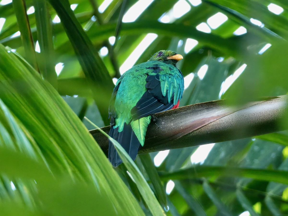 Golden-headed Quetzal - ML627767664