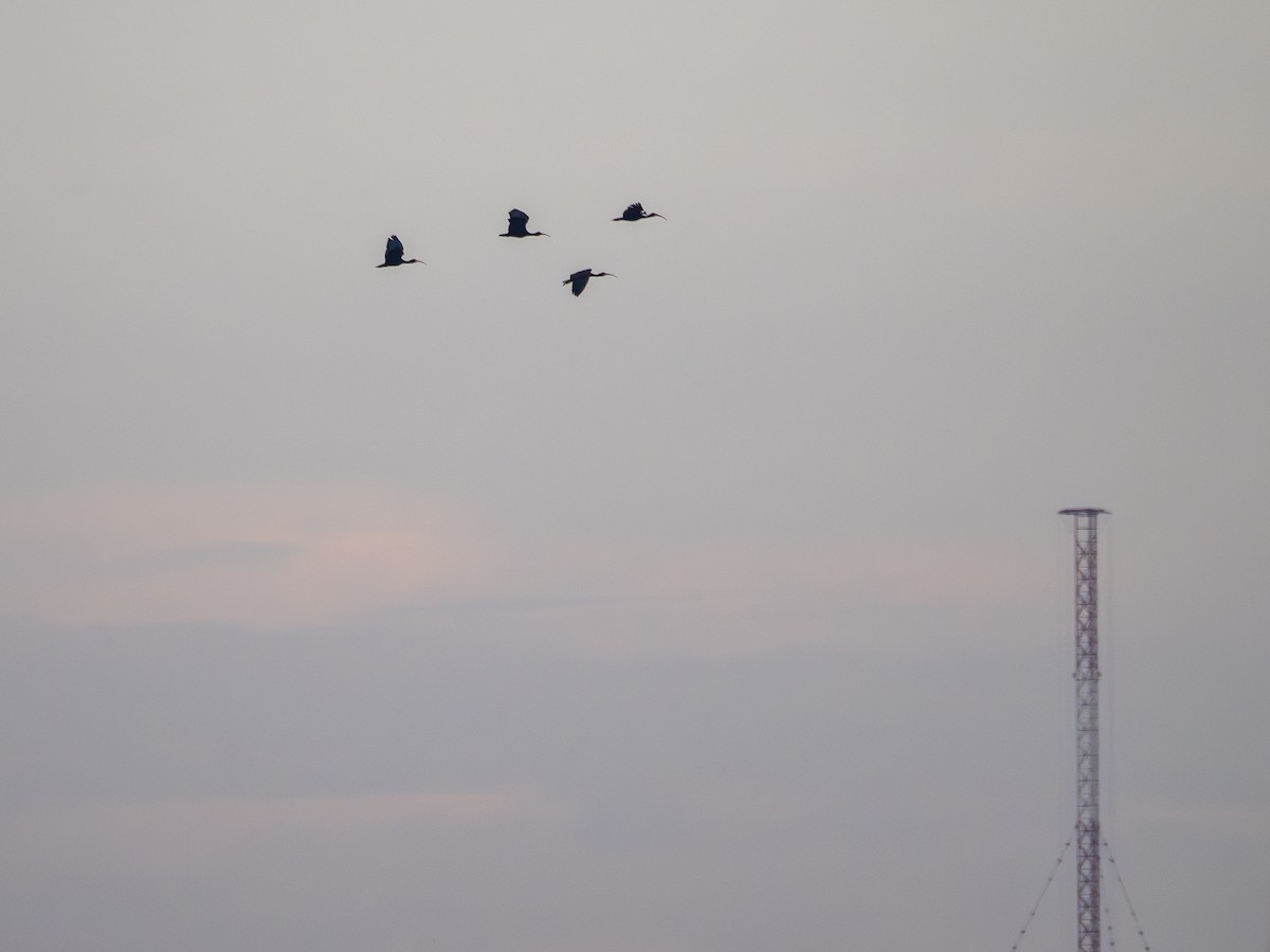 Bare-faced Ibis - ML627767754