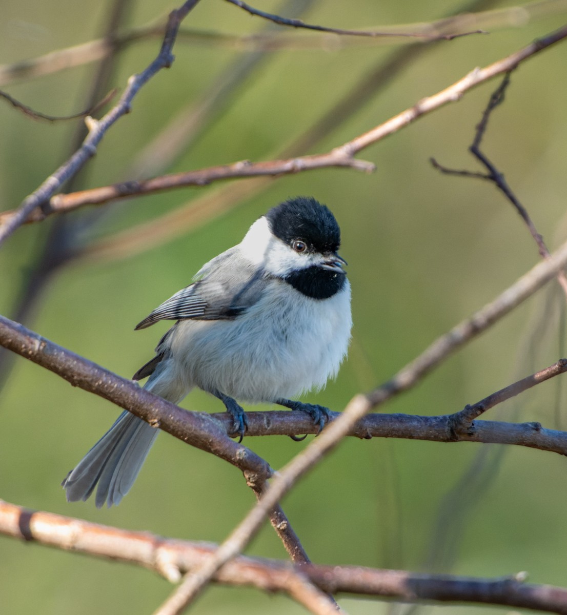 Mésange de Caroline - ML627767822