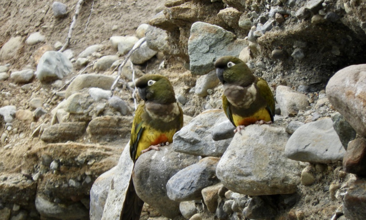 Conure de Patagonie (bloxami) - ML627767824