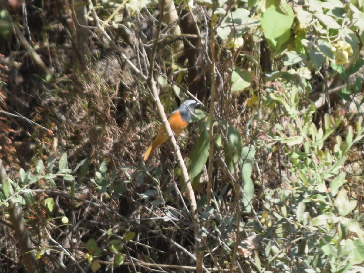 Blue-fronted Redstart - ML627767833
