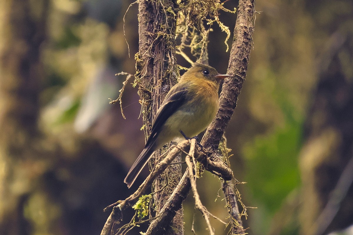 Tufted Flycatcher - ML627767845