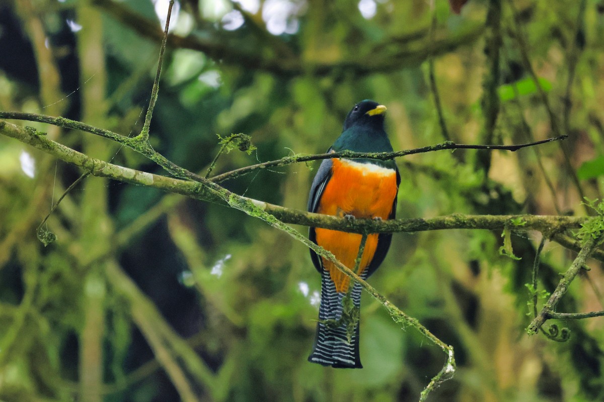 Collared Trogon - ML627767889