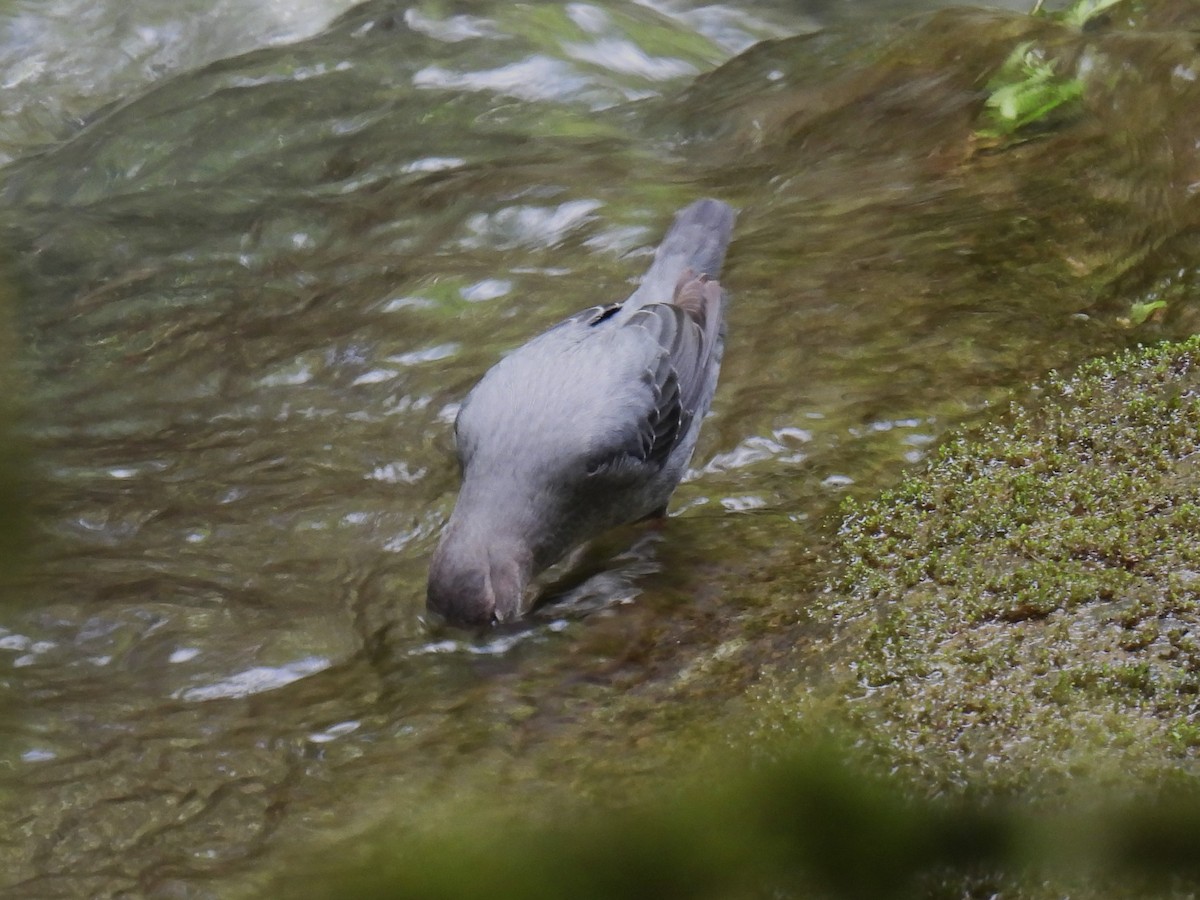 American Dipper - ML627767900