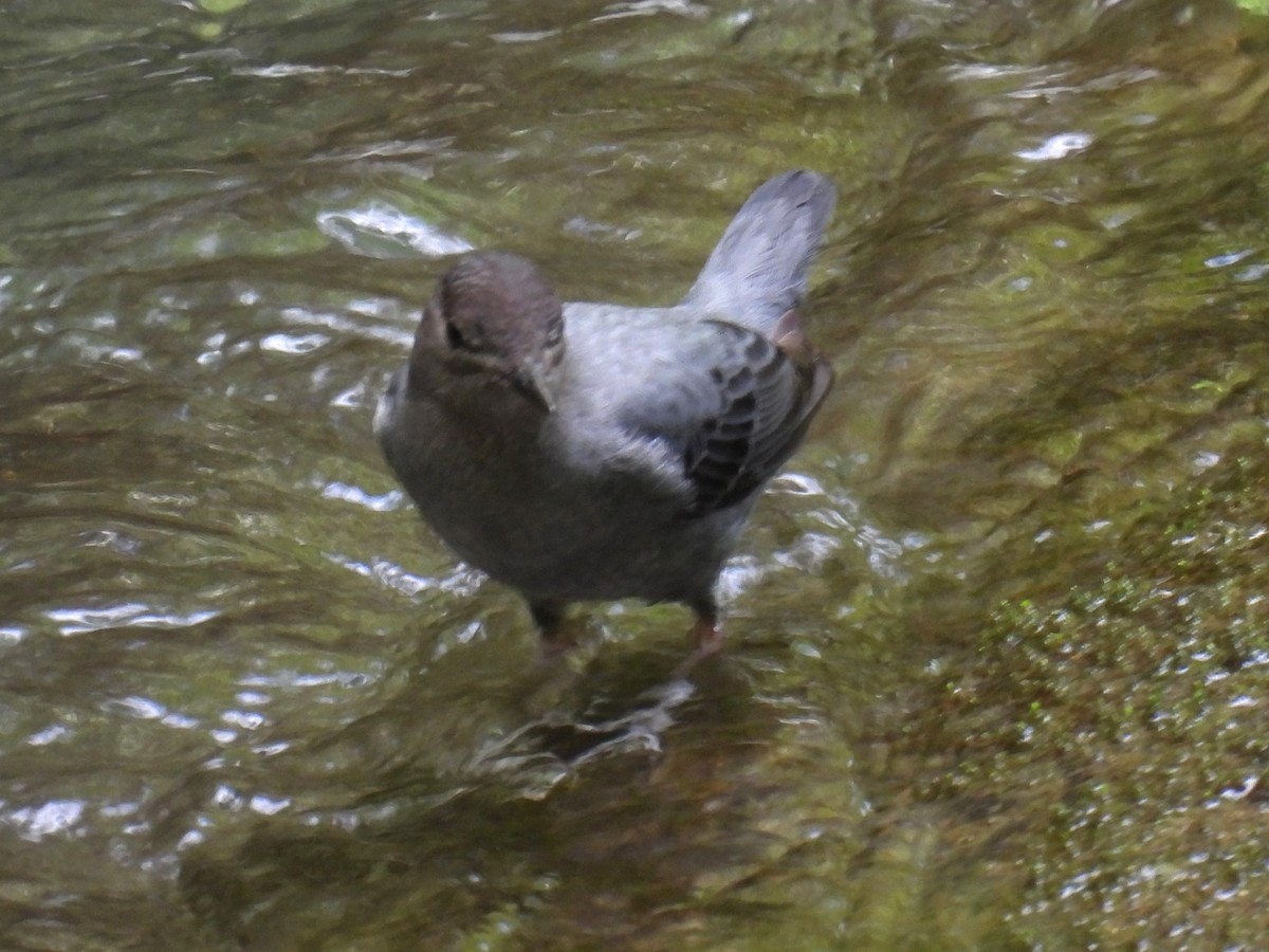 American Dipper - ML627767906