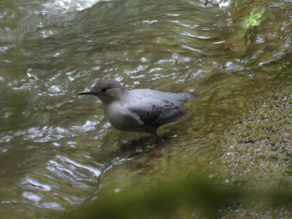 American Dipper - ML627767913