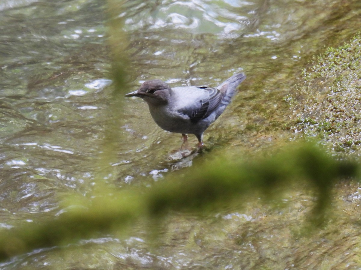 American Dipper - ML627767921