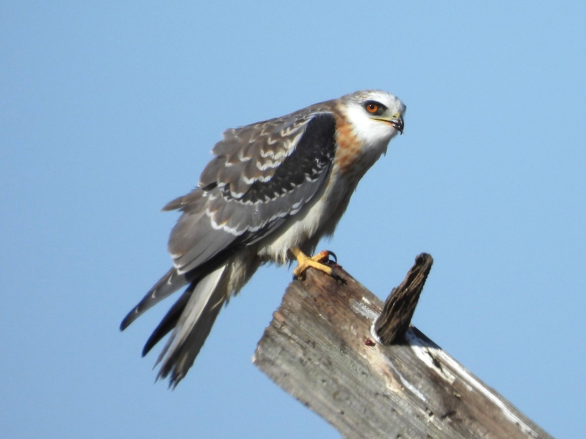 White-tailed Kite - ML627767927