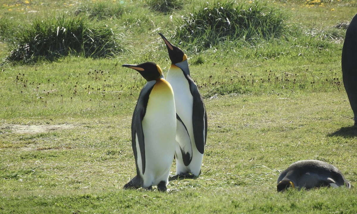 King Penguin - ML627767950