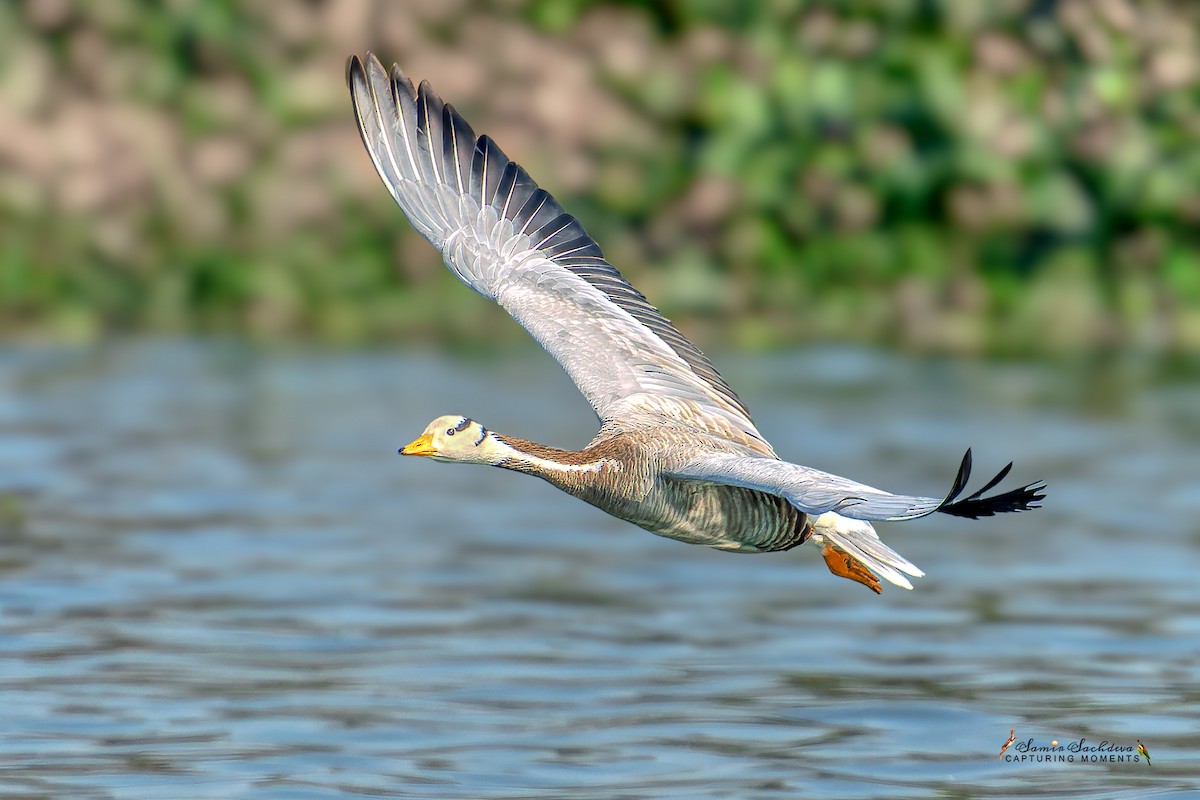 Bar-headed Goose - ML627767962