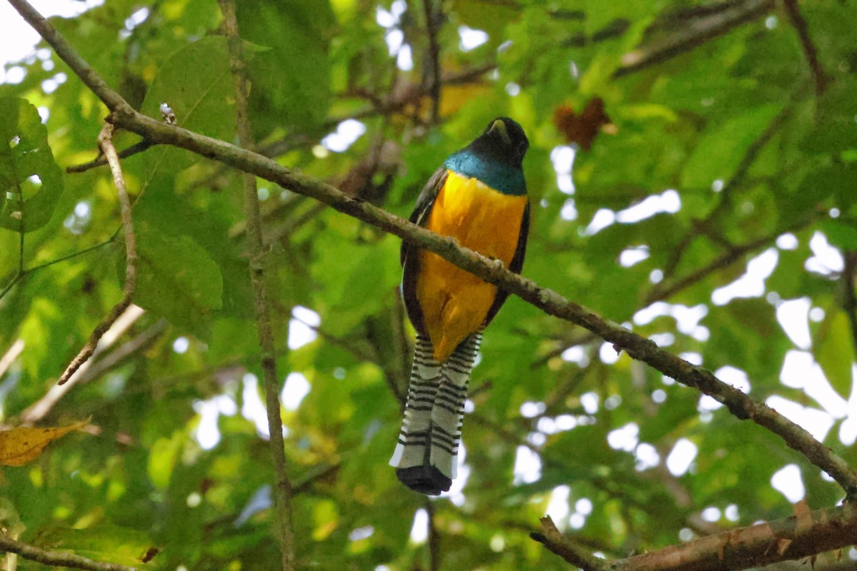 Northern Black-throated Trogon - ML627767974