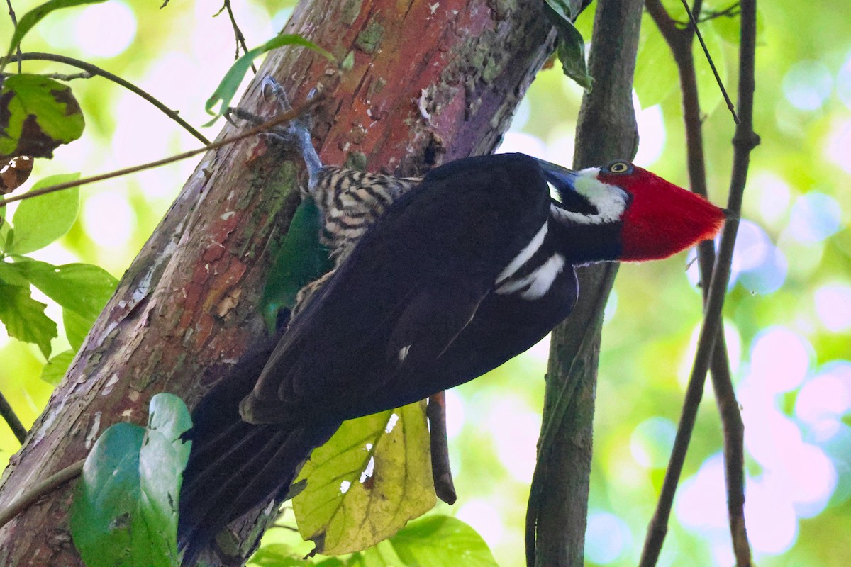 Crimson-crested Woodpecker - ML627767977