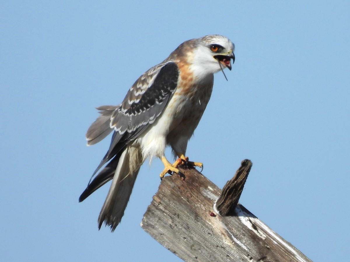 White-tailed Kite - ML627767985