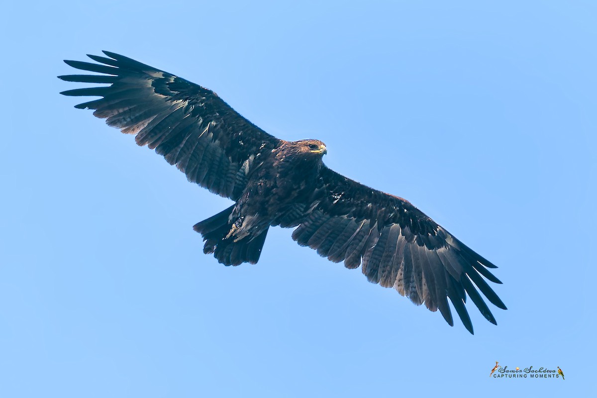 Steppe Eagle - ML627767986