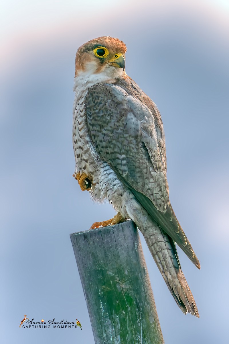 Red-necked Falcon - ML627767998