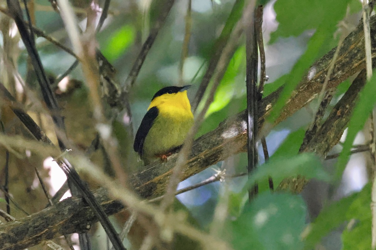 Golden-collared Manakin - ML627768012