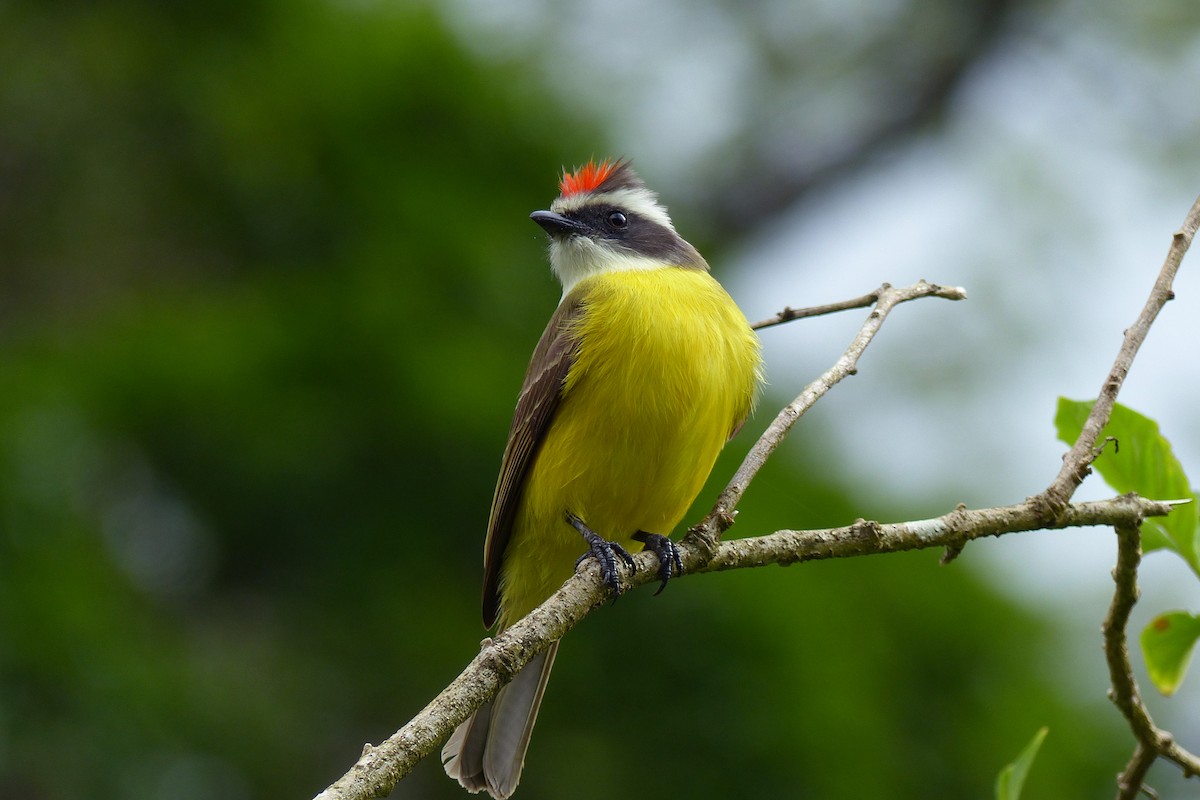 Social Flycatcher - ML627768024