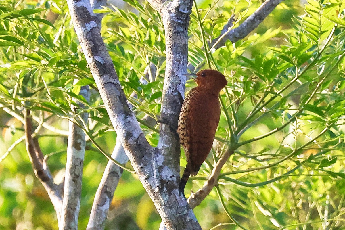 Cinnamon Woodpecker - ML627768031