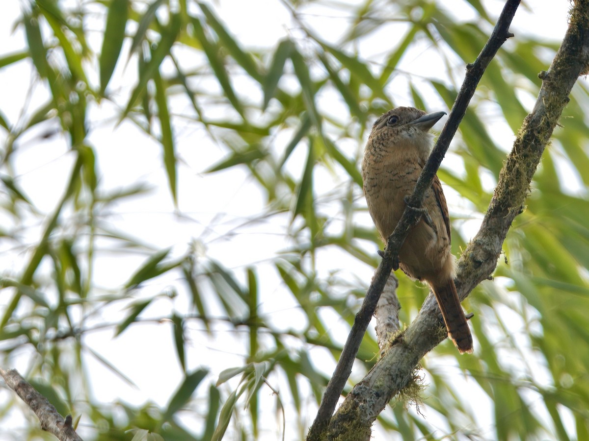 Barred Puffbird - ML627768085