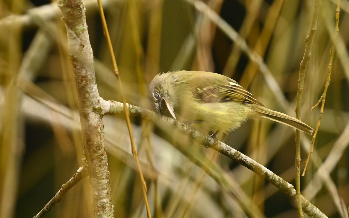 Moucherolle vert - ML627768163